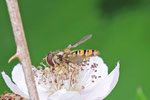 Hainschwebfliege, Episyrphus balteatus