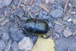 Waldmistkäfer, Anoplotrupes stercorosus