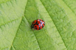 Asiatischer Marienkäfer, Harmonia axyridis