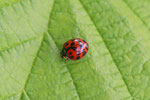 Asiatischer Marienkäfer, Harmonia axyridis