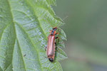 Weichkäfer, Podabrus alpinus