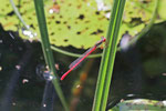Späte Adonislibelle, Ceriagrion tenellum