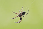 Spaltenkreuzspinne, Nuctenea umbratica