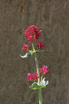 Rote Spornblume, Centranthus ruber