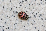 Kugeliger Marienkäfer, Oenopia conglobata