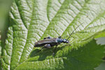 Grüner Scheinbockkäfer, männl., Oedemera nobilis