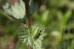 Heupferd, Larve, Tettigonia viridissima