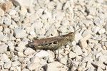 Grashüpfer, männl., Chorthippus biguttulus-Gruppe