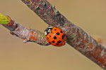 Asiatischer Marienkäfer, Harmonia axyridis