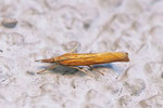 Zünsler, Agriphila tristella