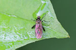 Buckeltanzfliege, Hybos culiciformis