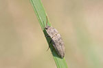 Mausgrauer Schnellkäfer, Agrypnus murinus
