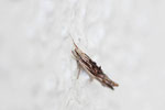 Ypsolopha scabrella