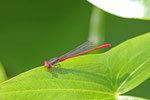 Späte Adonislibelle, Ceriagrion tenellum