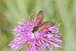 Widderchen, Zygaena purpuralis/minos