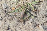 Wiesenschnake, Nephrotoma sp.
