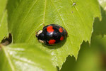 Asiatischer Marienkäfer, Harmonia axyridis