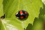 Asiatischer Marienkäfer, Harmonia axyridis