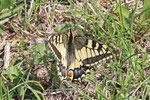 Schwalbenschwanz, Papilio machaon