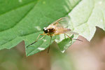 Schnepfenfliege, männl., Rhagio tringarius