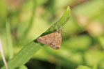 Olivbrauner Zünsler, Pyrausta despicata