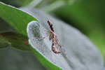 Federgeistchen, Amblyptilia acanthadactyla