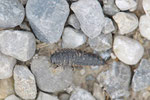 Aaskäfer, Larve, Silphidae sp.