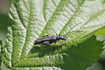 Grüner Scheinbockkäfer, männl., Oedemera nobilis