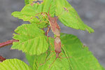 Braune Randwanze, Gonocerus acuteangulatus