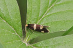 Miniersackmotte, Incurvaria praelatella