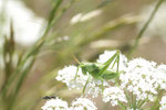 Heupferd, Larve, Tettigonia sp.