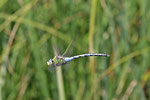 Große Königslibelle, Anax imperator