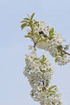 Kirsche