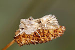 Möndcheneule, Calophasia lunula