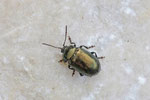 Erzglänzender Weidenblattkäfer, Phratora vitellinae