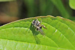 Sandbiene, weibl., Andrena sp.