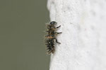 Strichfleckiger Marienkäfer, Larve, Chilocorus bipustulatus