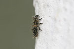 Strichfleckiger Marienkäfer, Larve, Chilocorus bipustulatus
