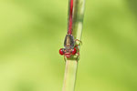 Späte Adonislibelle, Ceriagrion tenellum