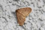 Kleiner Frostspanner, Operophtera brumata