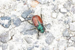 Gartenlaubkäfer, Phyllopertha horticola
