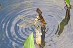 Große Königslibelle, weibl., Anax imperator