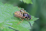 Wespen-Moderholzschwebfliege, Temnostoma vespiforme