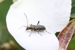 Rothörniger Blütenbock, Grammoptera ruficornis