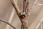Asiatischer Marienkäfer, Harmonia axyridis