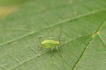 Punktierte Zartschrecke, Larve, Leptophyes punctatissima