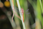 Heidelibelle, Sympetrum sp.