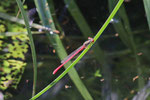 Späte Adonislibelle, Ceriagrion tenellum
