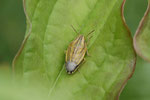 Spitzling, Aelia acuminata