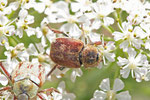 Goldstaub-Laubkäfer, Hoplia argentea